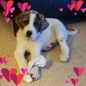 Meet your Posher, Pam